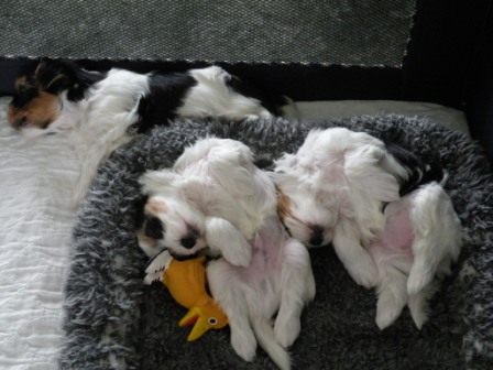 Biewer Puppies Crashed Out